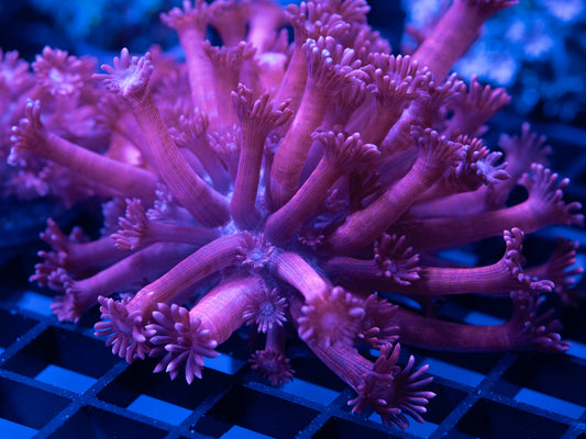Pink Gonipora