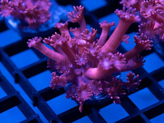 Pink Gonipora