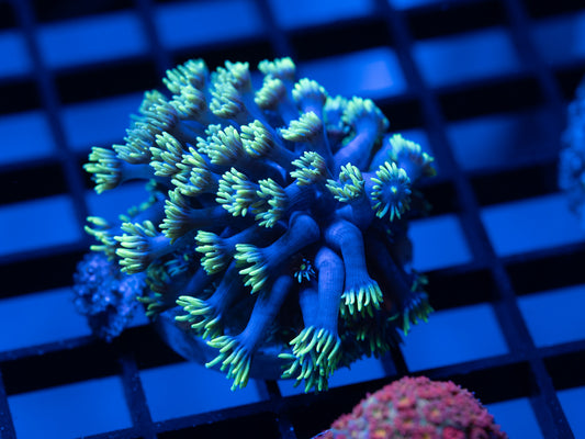 Green Tipped Goni