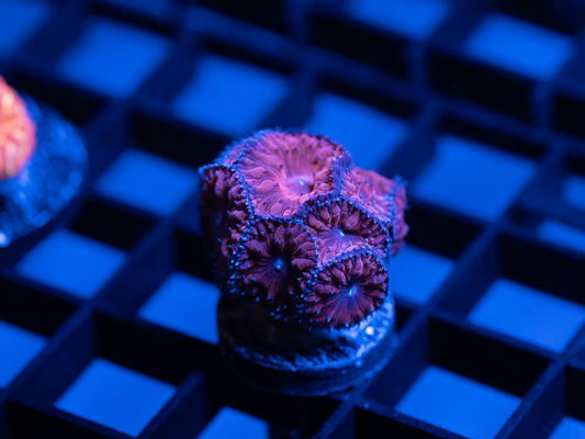 Red and Blue Blasto