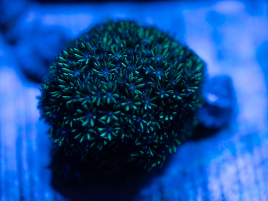 Blue & Green Sympodium