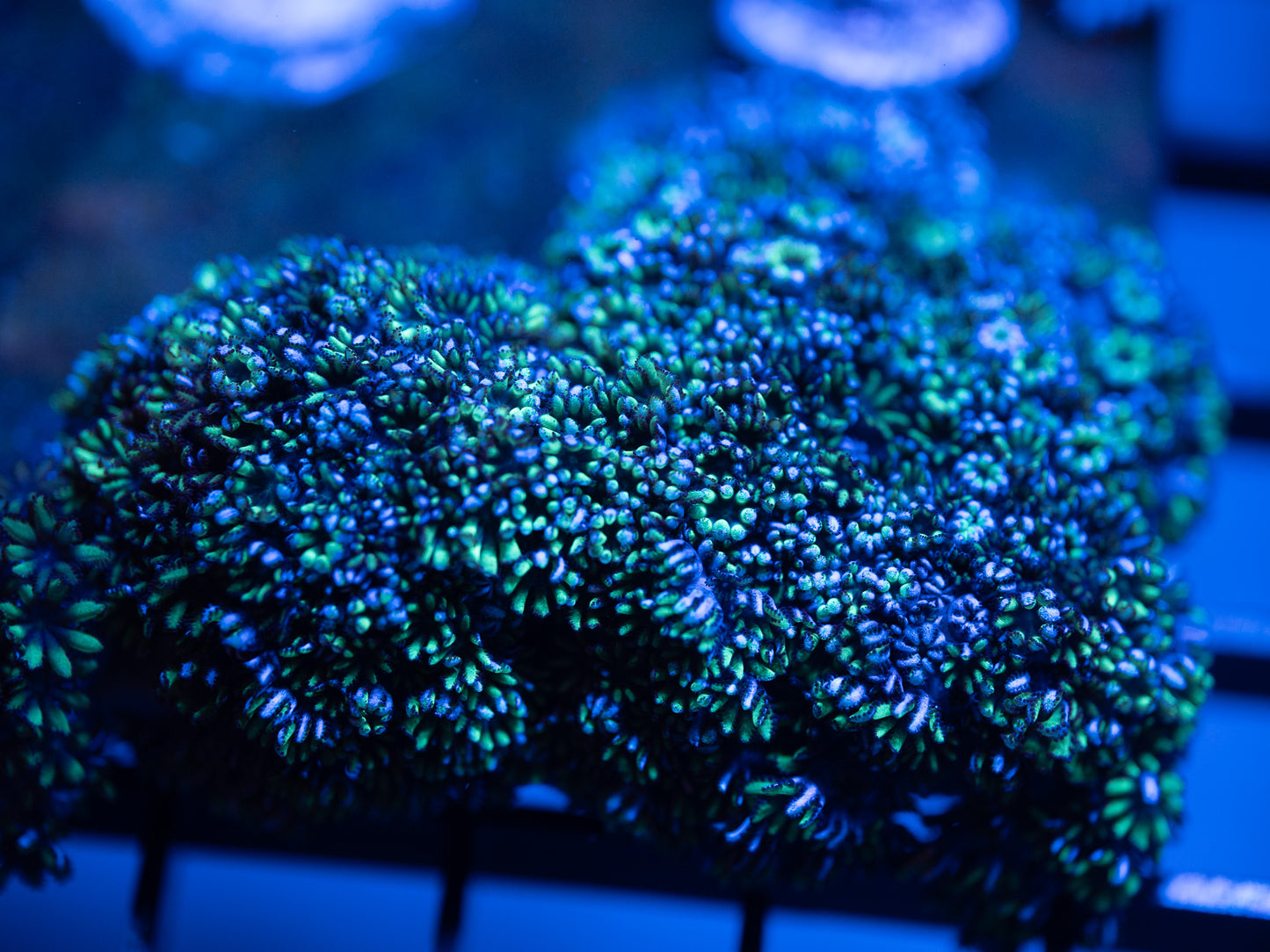 Blue & Green Sympodium