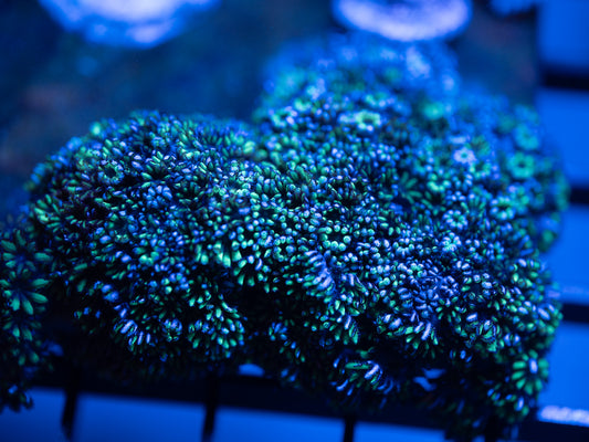 Blue & Green Sympodium