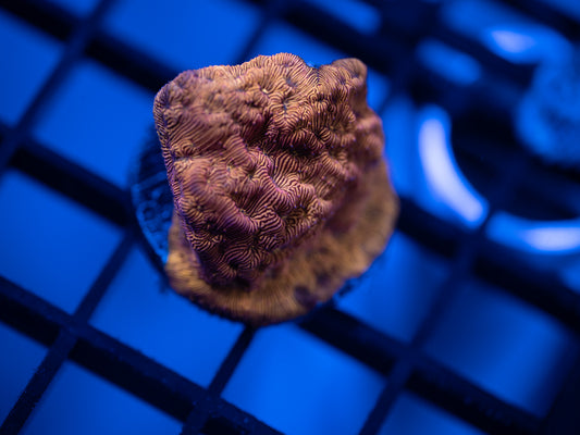 Orange Leptoseris