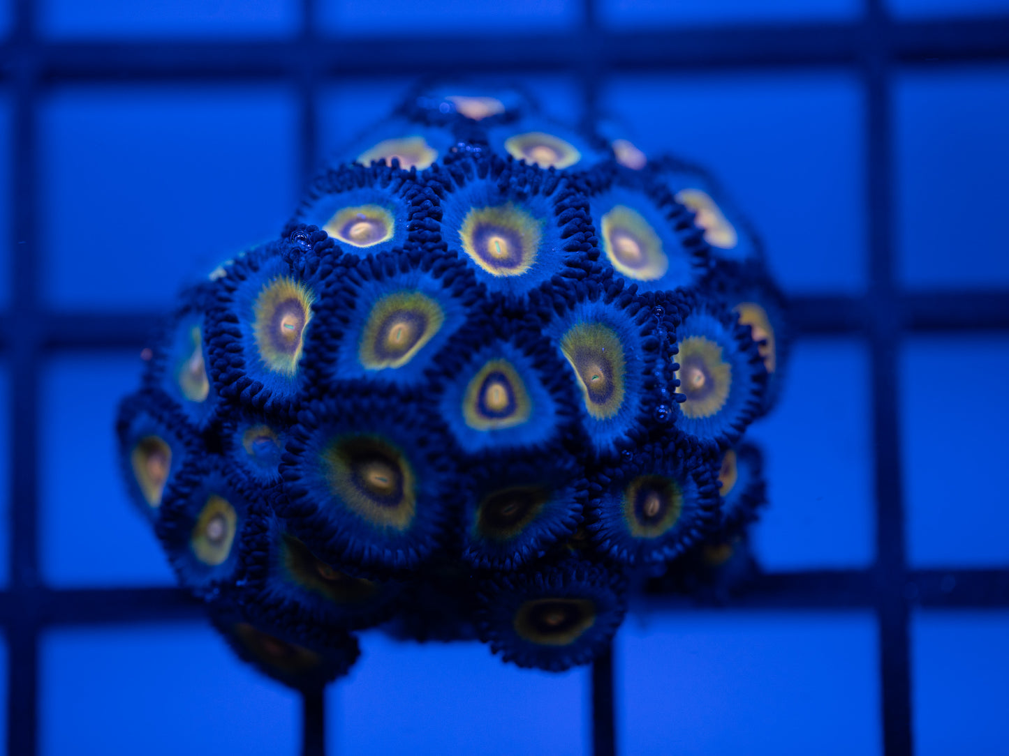 AOI Wolverine Zoa