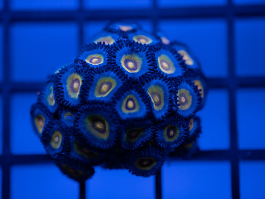 AOI Wolverine Zoa