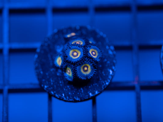 AOI Wolverine Zoa