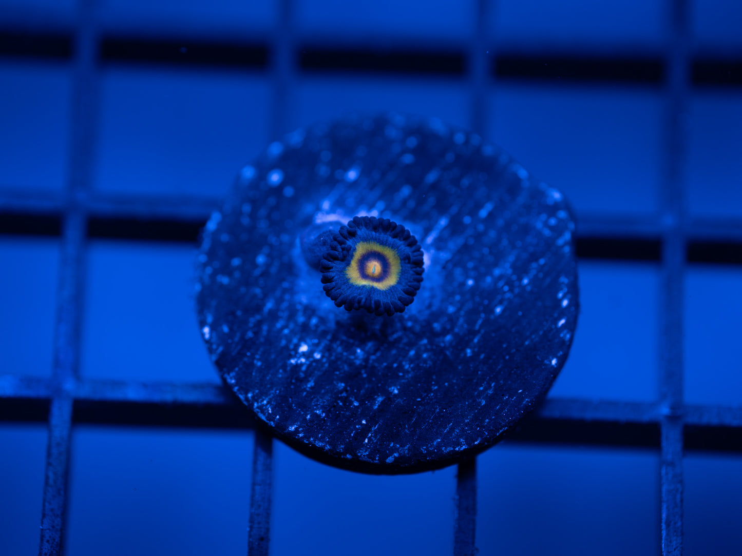 AOI Wolverine Zoa