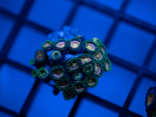 Laser Lemon Zoa