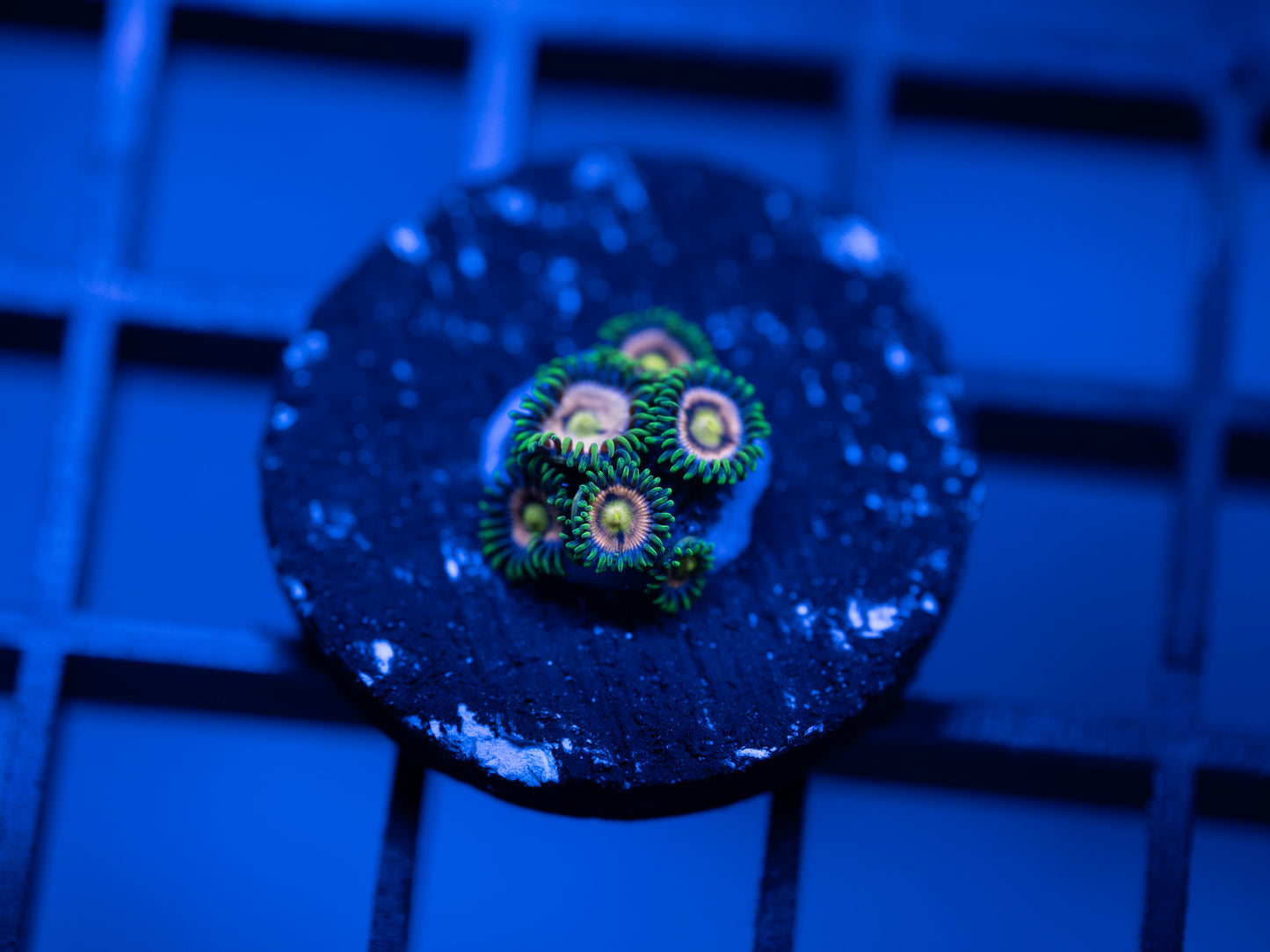 Laser Lemon Zoa