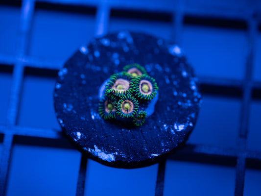 Laser Lemon Zoa