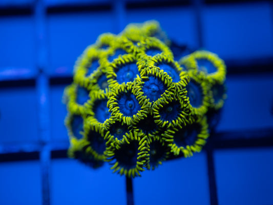 Blueberry Pie / Fields Zoa