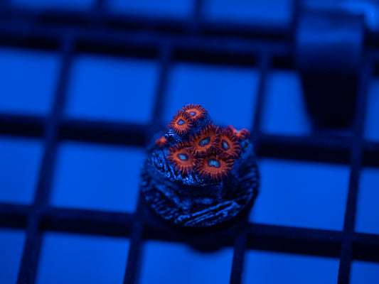 Charmander Zoa