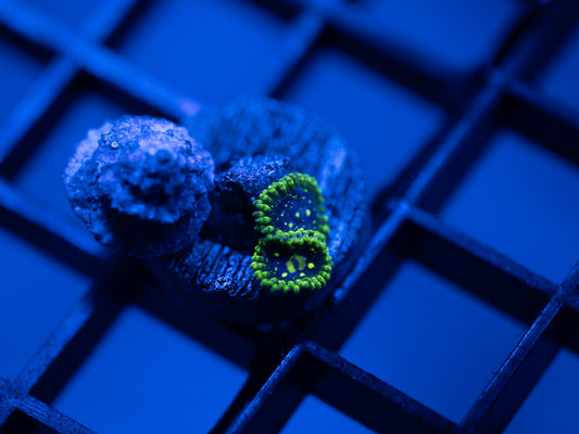 Exosphere Zoa
