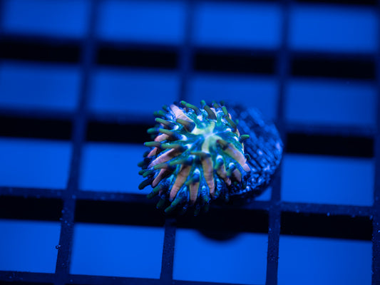 Plate Coral