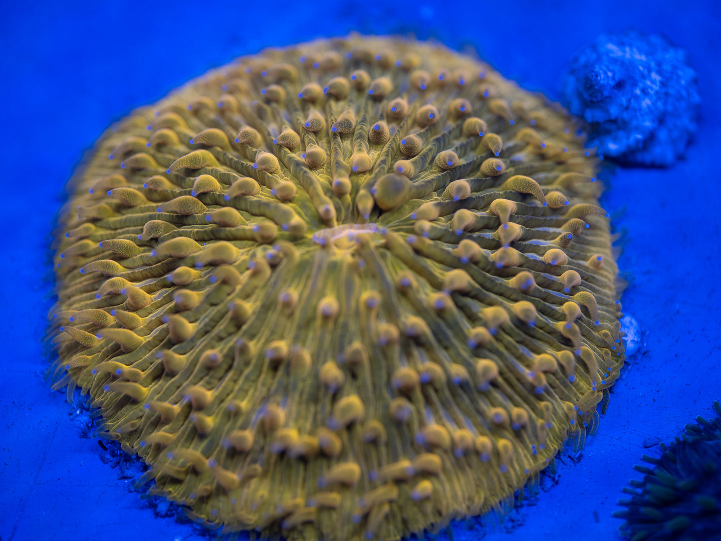 Orange Fungia Plate