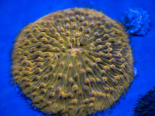 Orange Fungia Plate