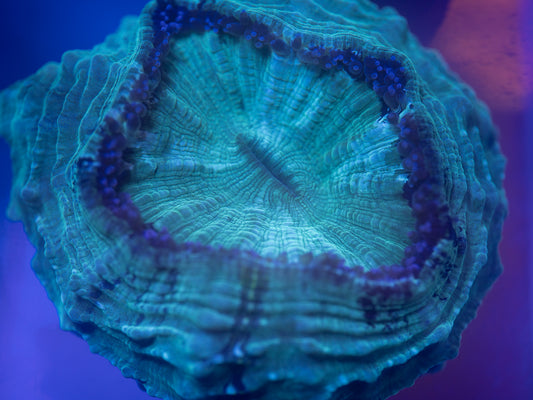 Green Acantho
