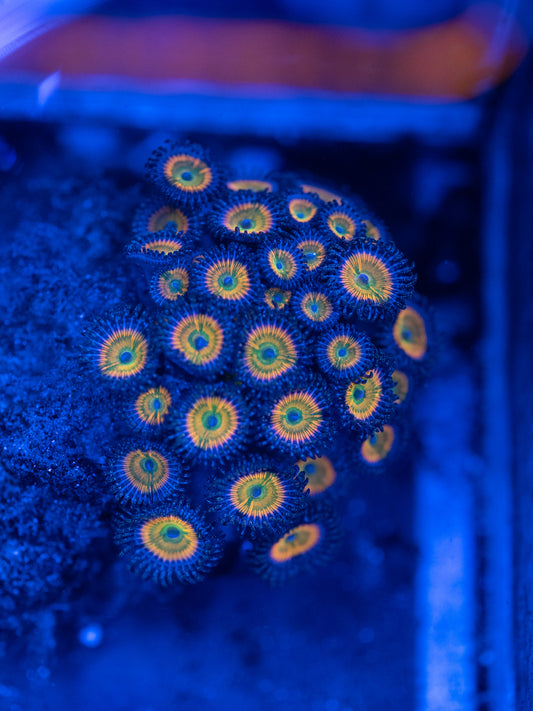 Sunny D Zoa