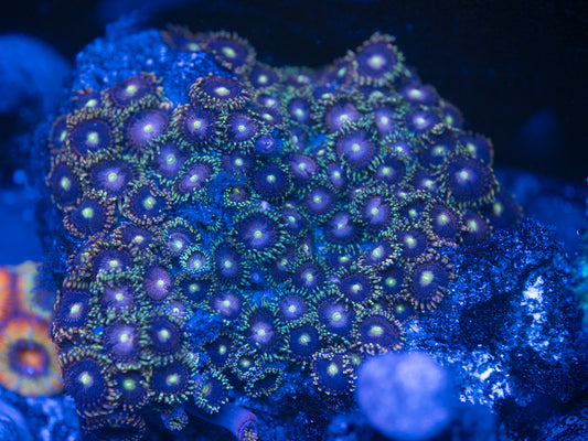 Bozo The Clown Zoa