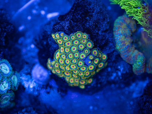 Rasta Zoa