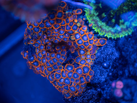 Unnamed Zoa