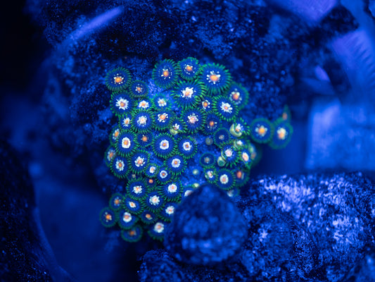 Stargazer Zoa