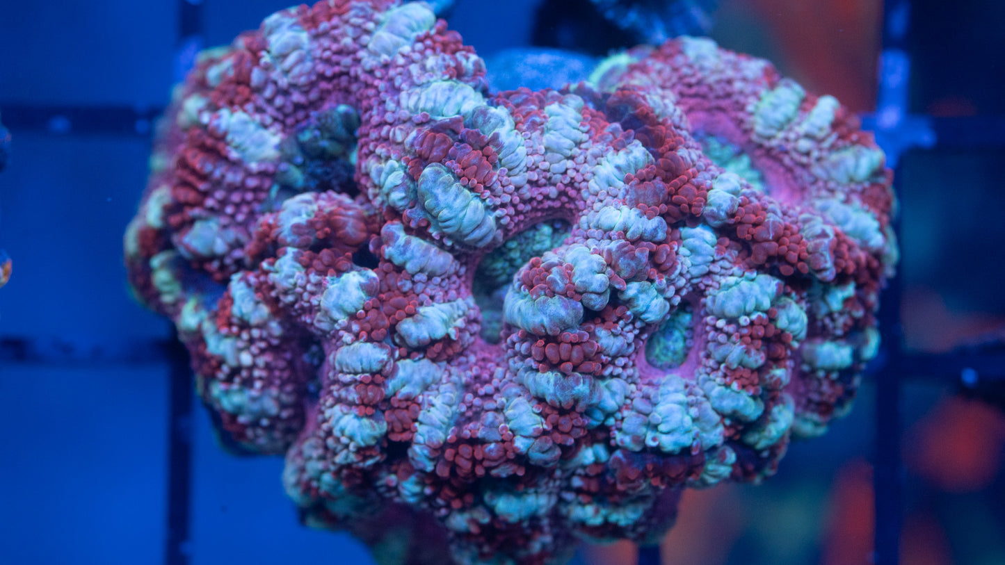 Acan Colony