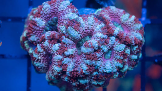 Acan Colony