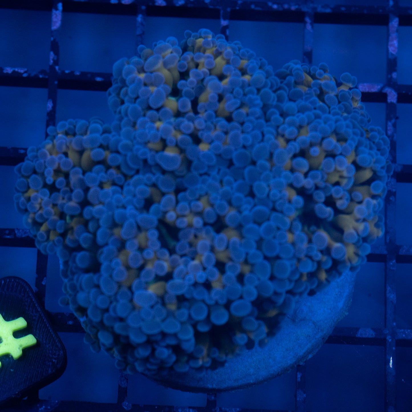 Orange Stem Blue Tip Hammer Colony