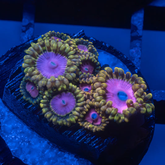 Pink Diamond Zoa