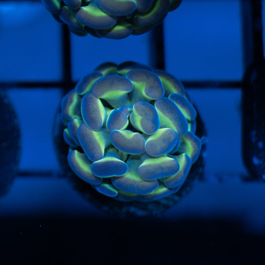 Hologram Hammer