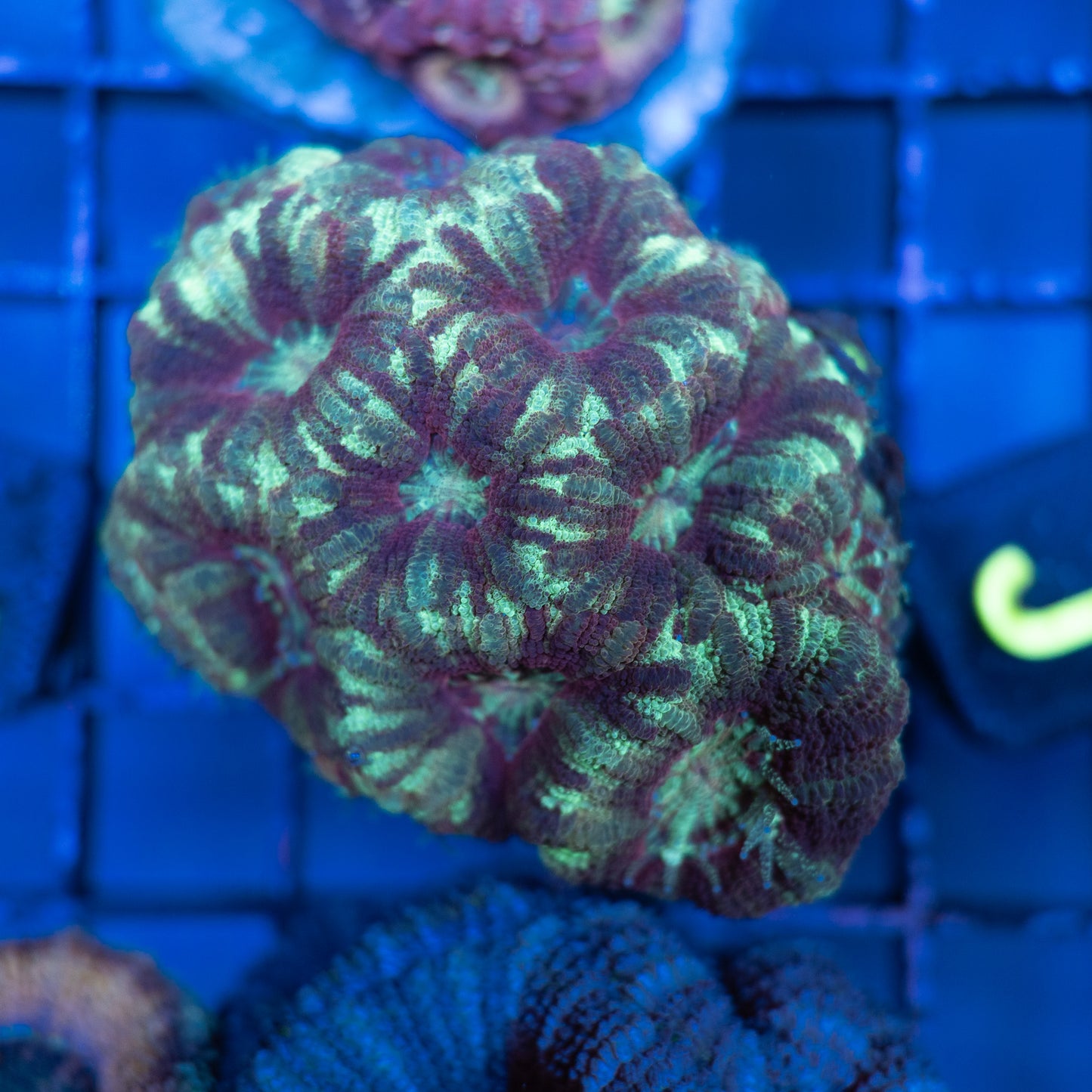 Asian Acan Colony