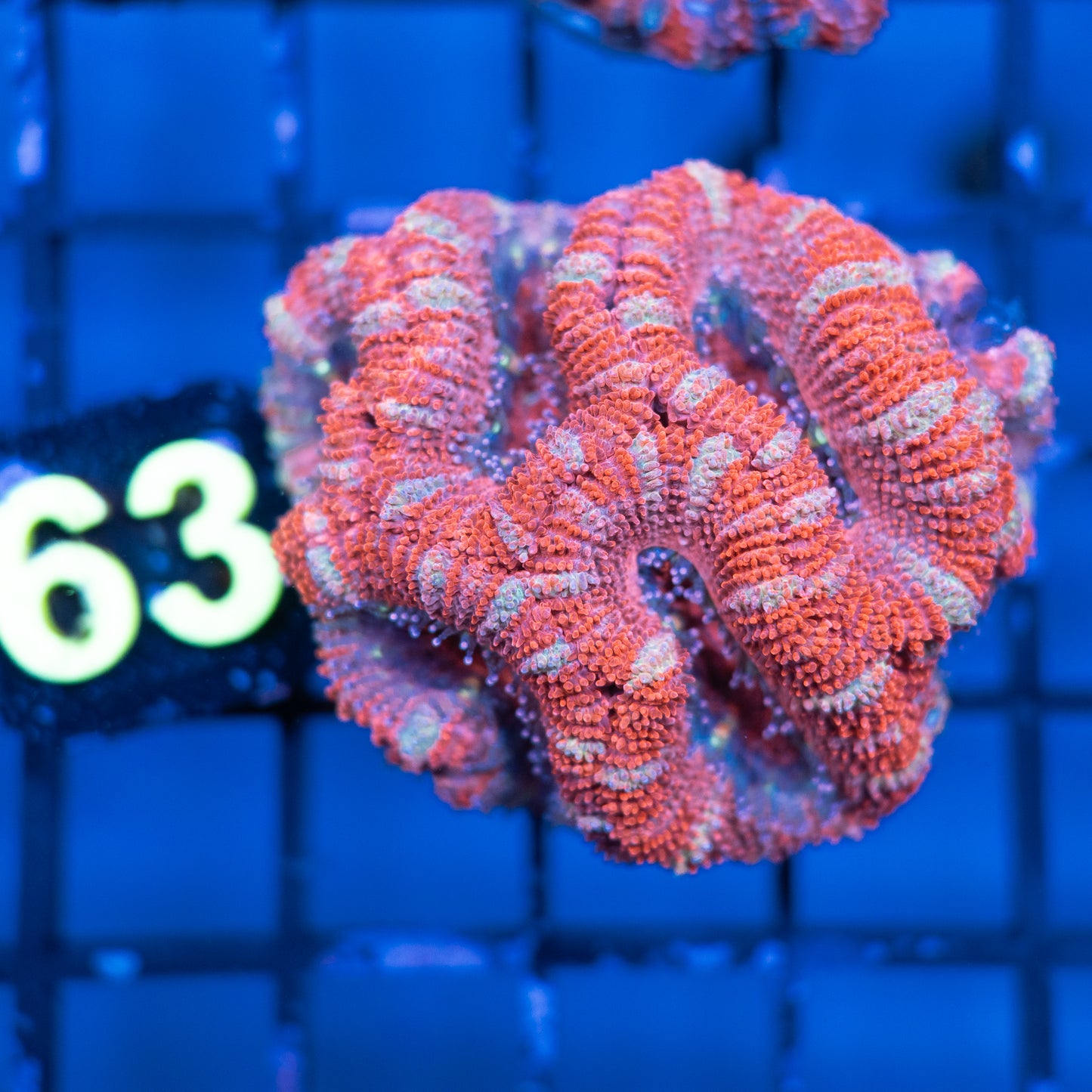 Acan