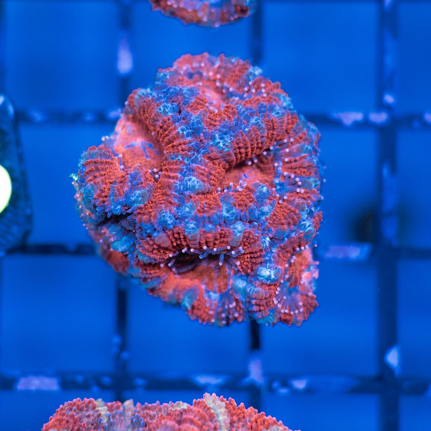 Acan