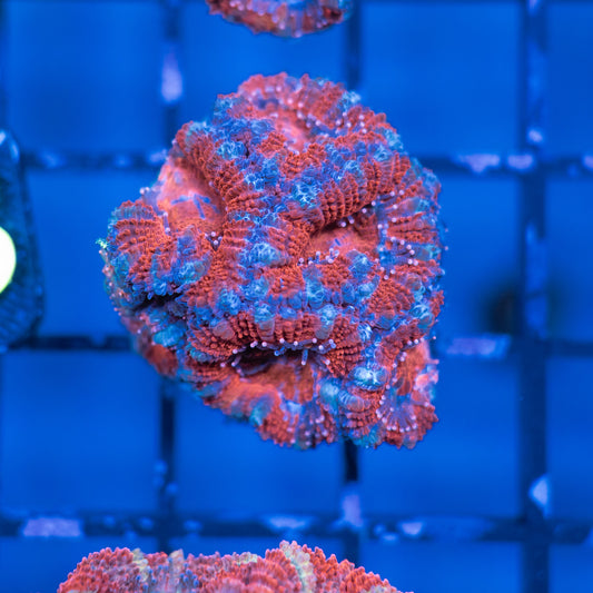 Acan