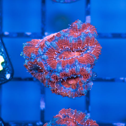 Acan