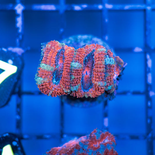 Acan