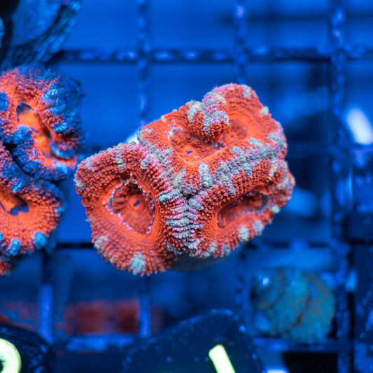Acan