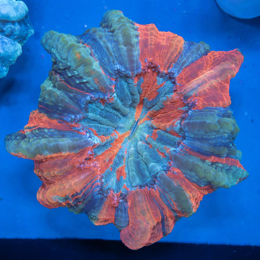Acantho