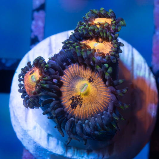 Sakura Zoa