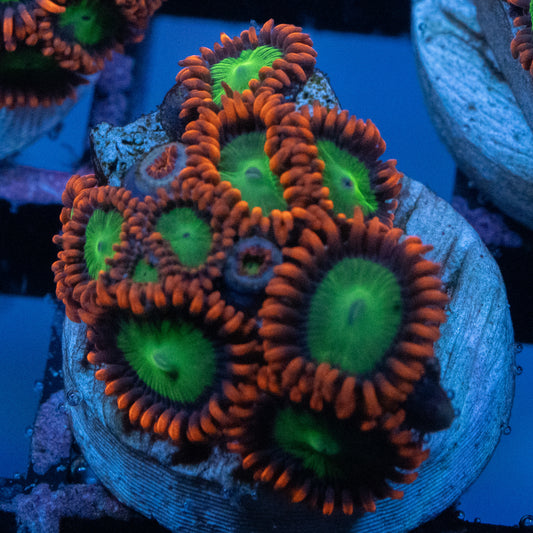 Goblins on Fire Zoa
