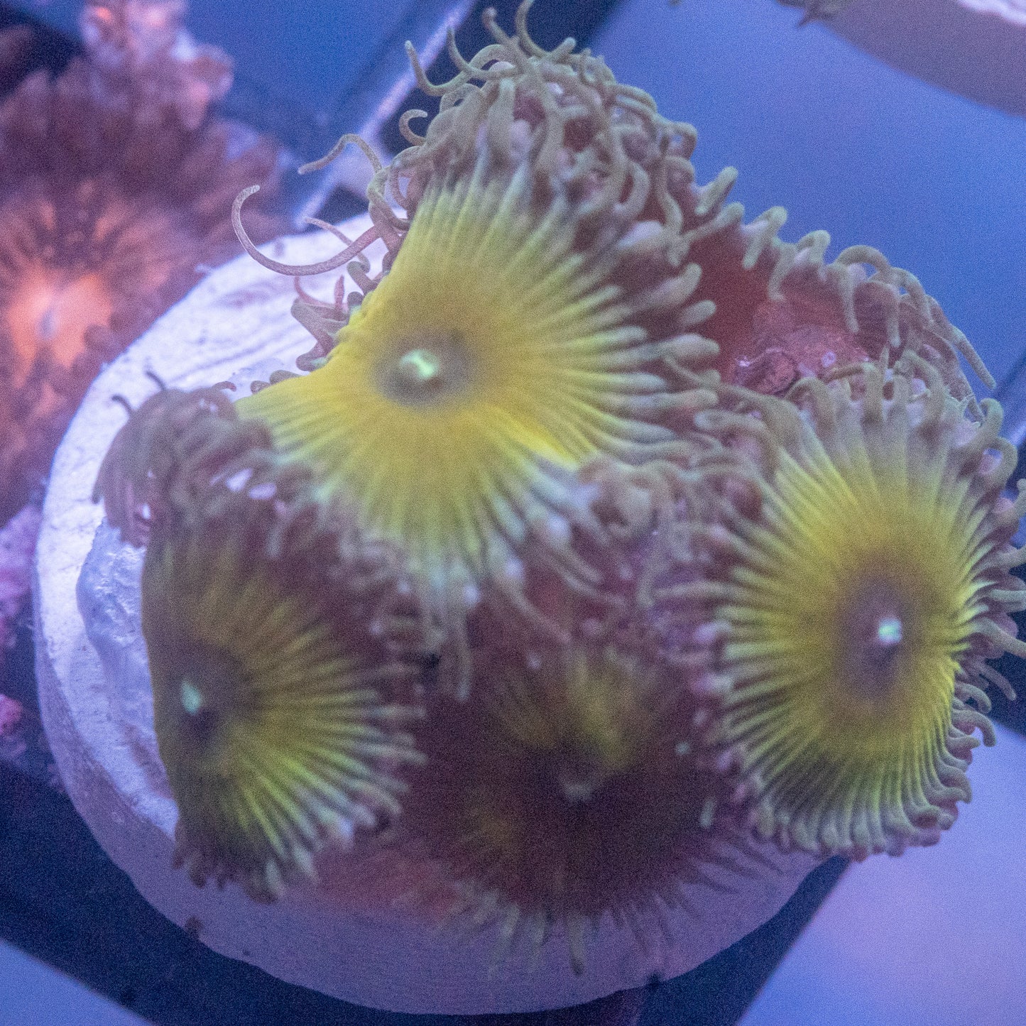 Captain Jerk Paly/Zoa