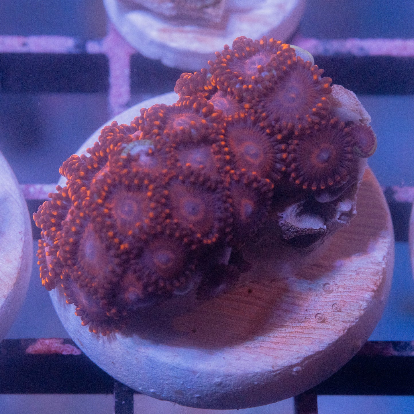 Red Zoa
