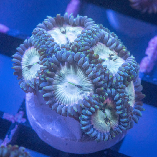 Hawaiian Ding Dang Zoa
