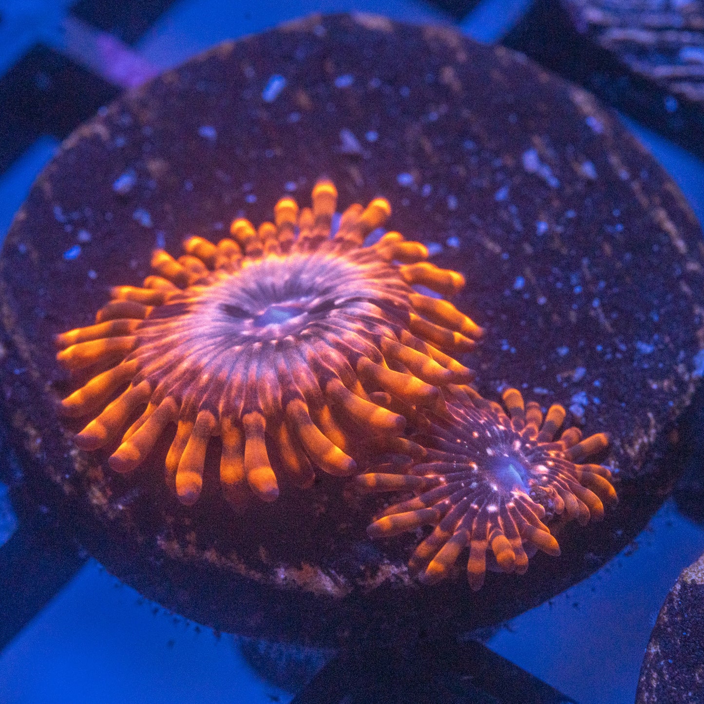 Utter Chaos Zoa