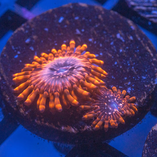 Utter Chaos Zoa