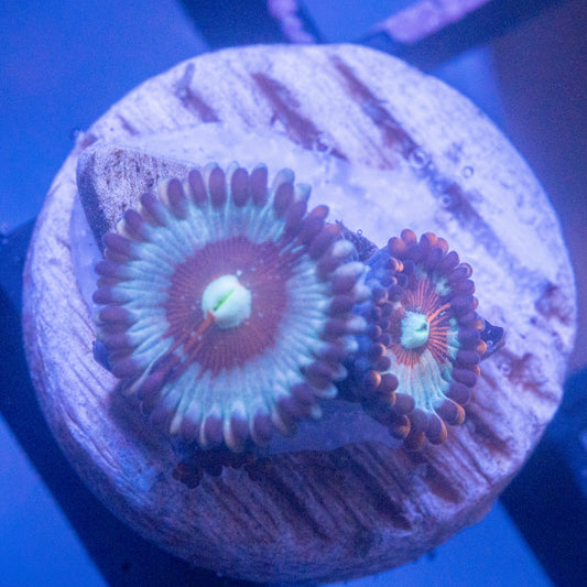 Salted Agave Zoa