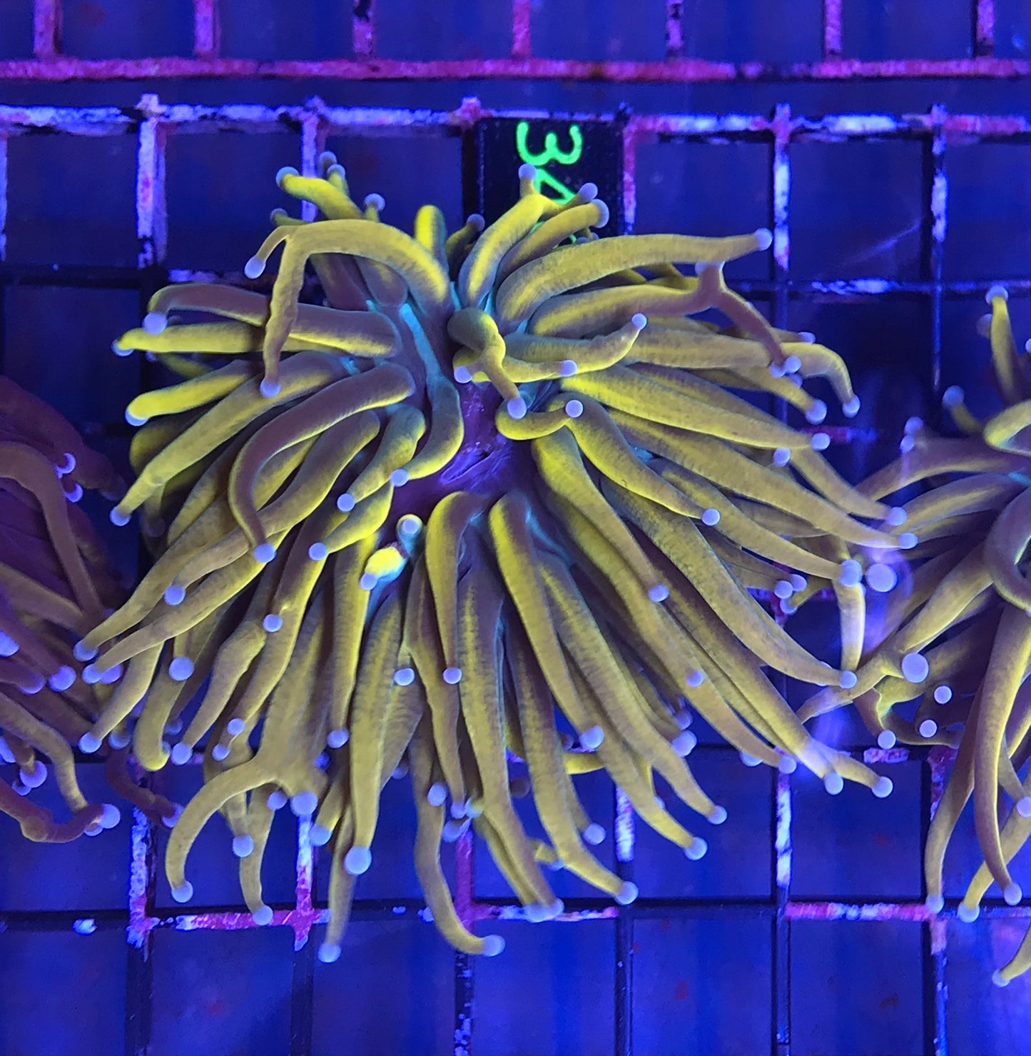 Banana Torch