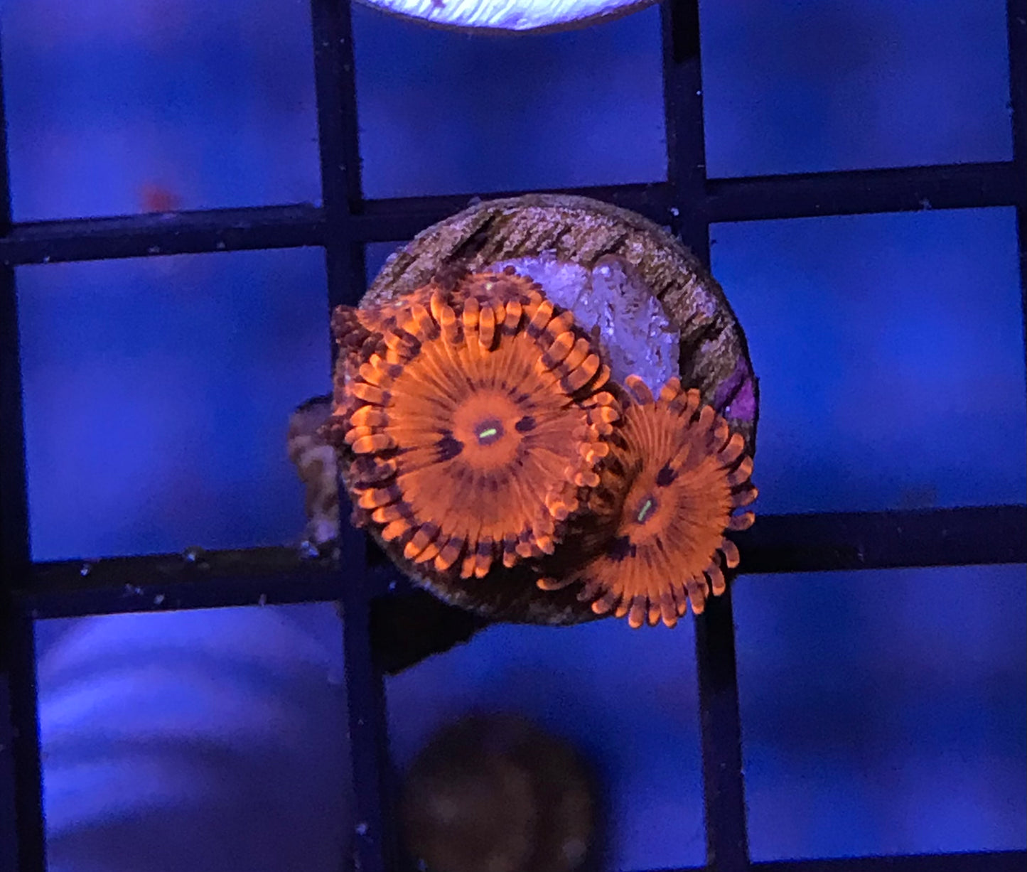 Red People Eater Zoa 421